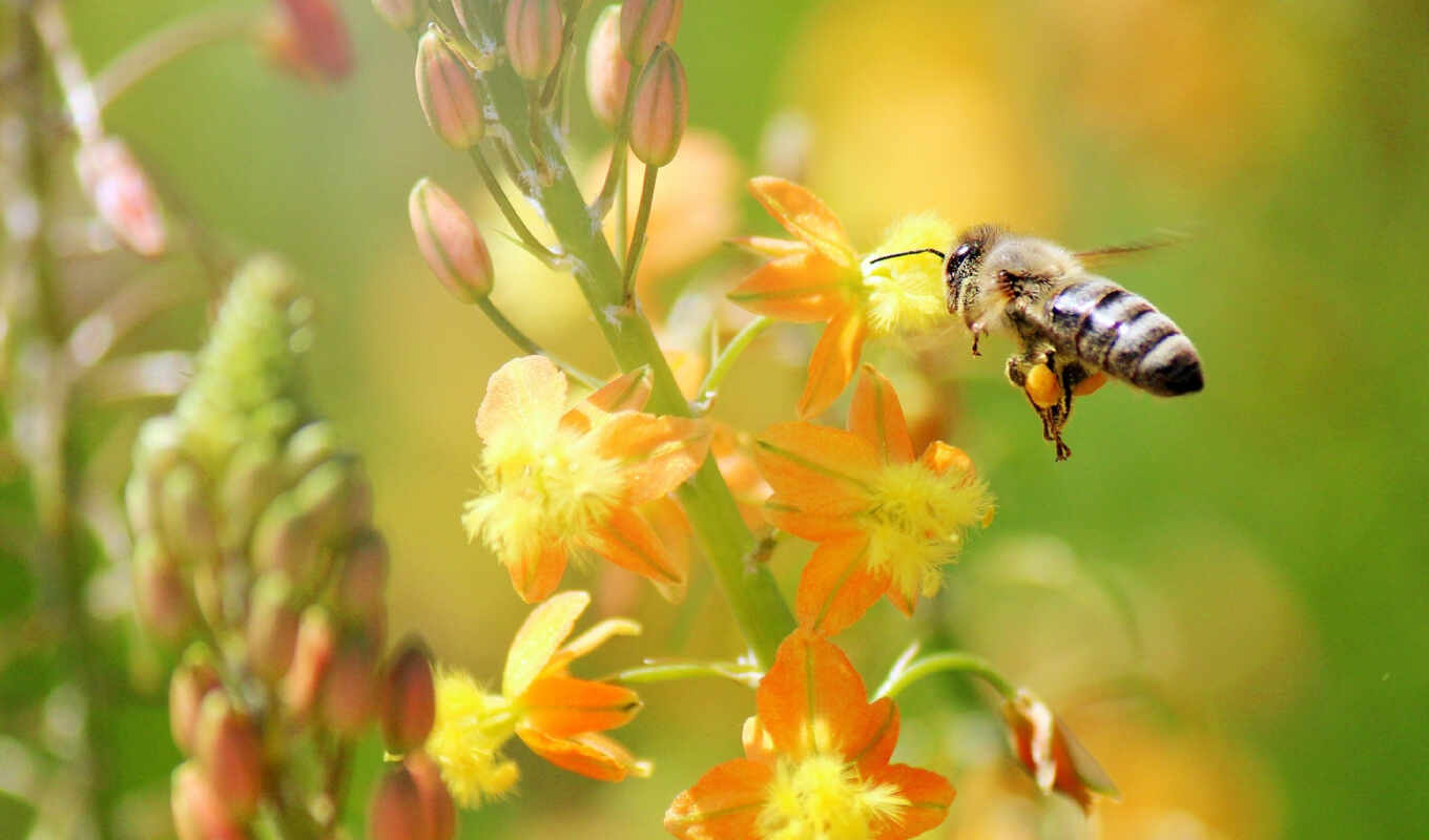 nature, flowers, bee, macro, quality, good