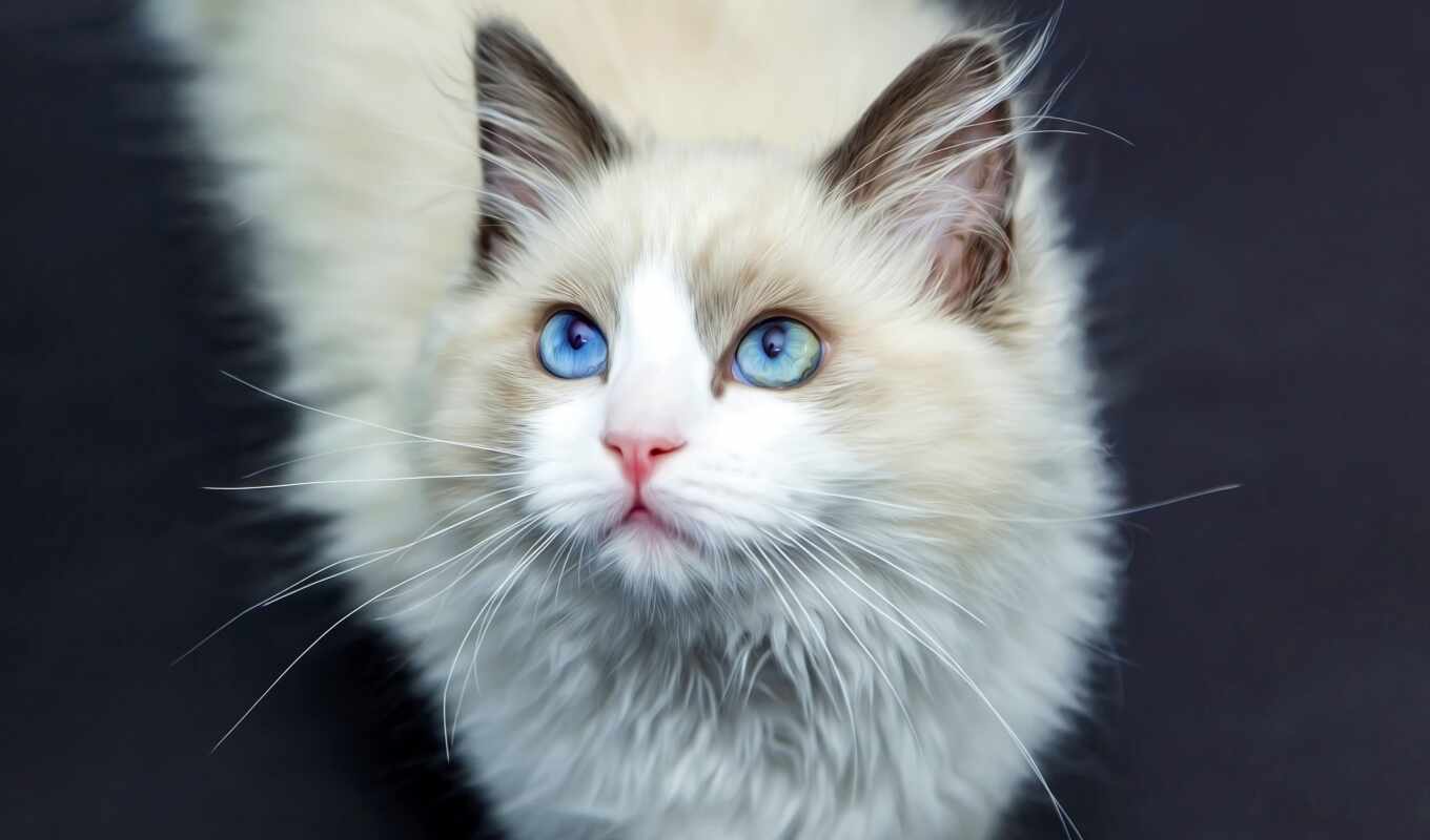 white, light, cat, cats, aah, fluffy, blue - eyed