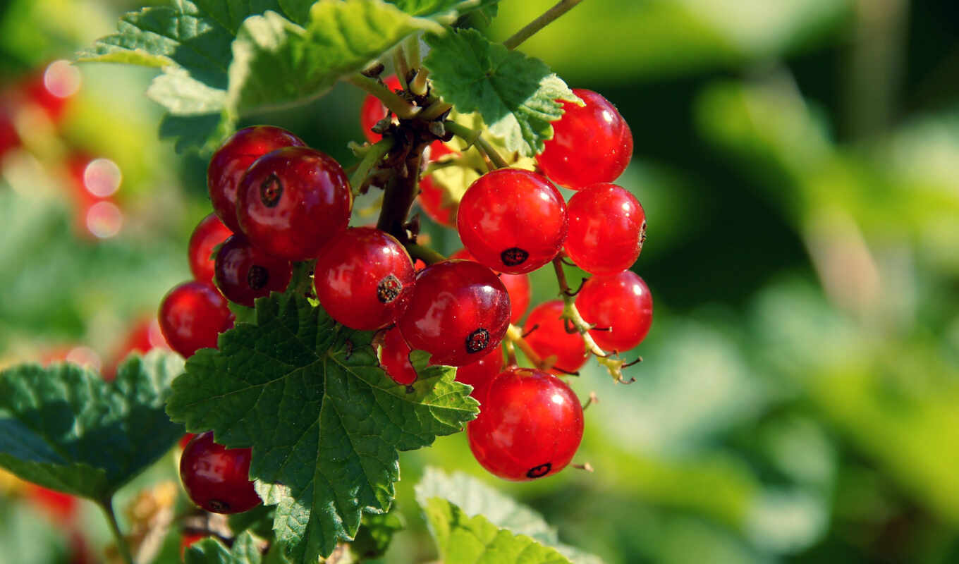 red, currant, berries