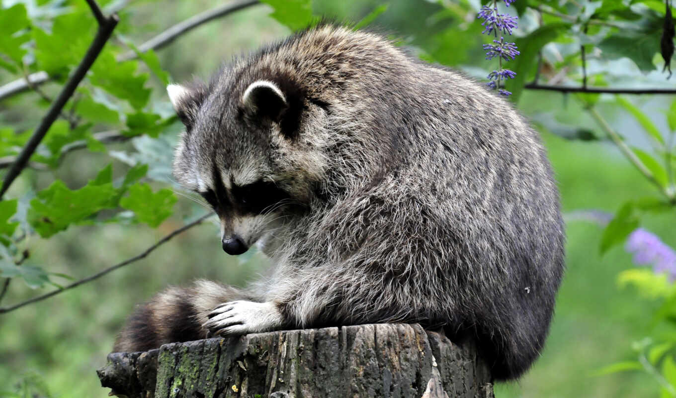 annot, raccoons, zhivotnye, stump, raccoons