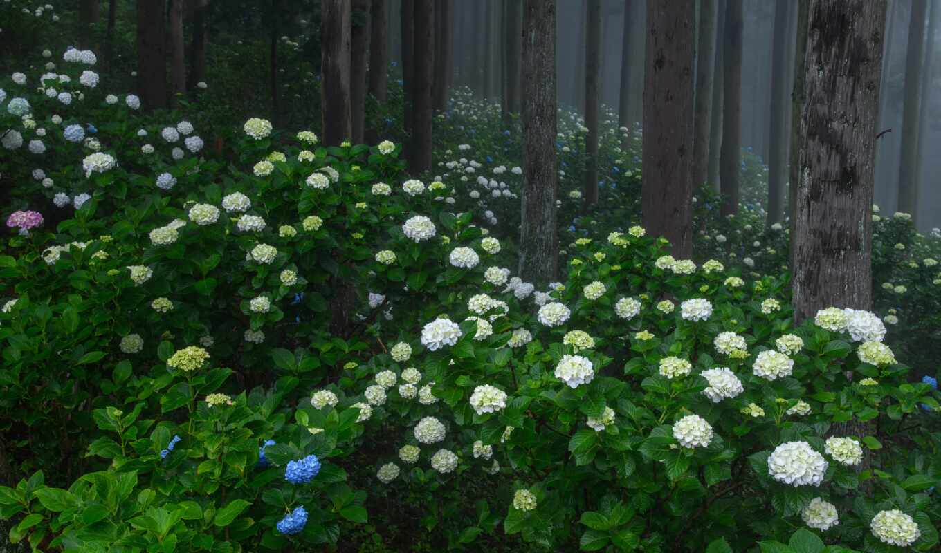 flowers, blue, white, green, hydrangea, fence, phone, added, nature, tapetum, grafice