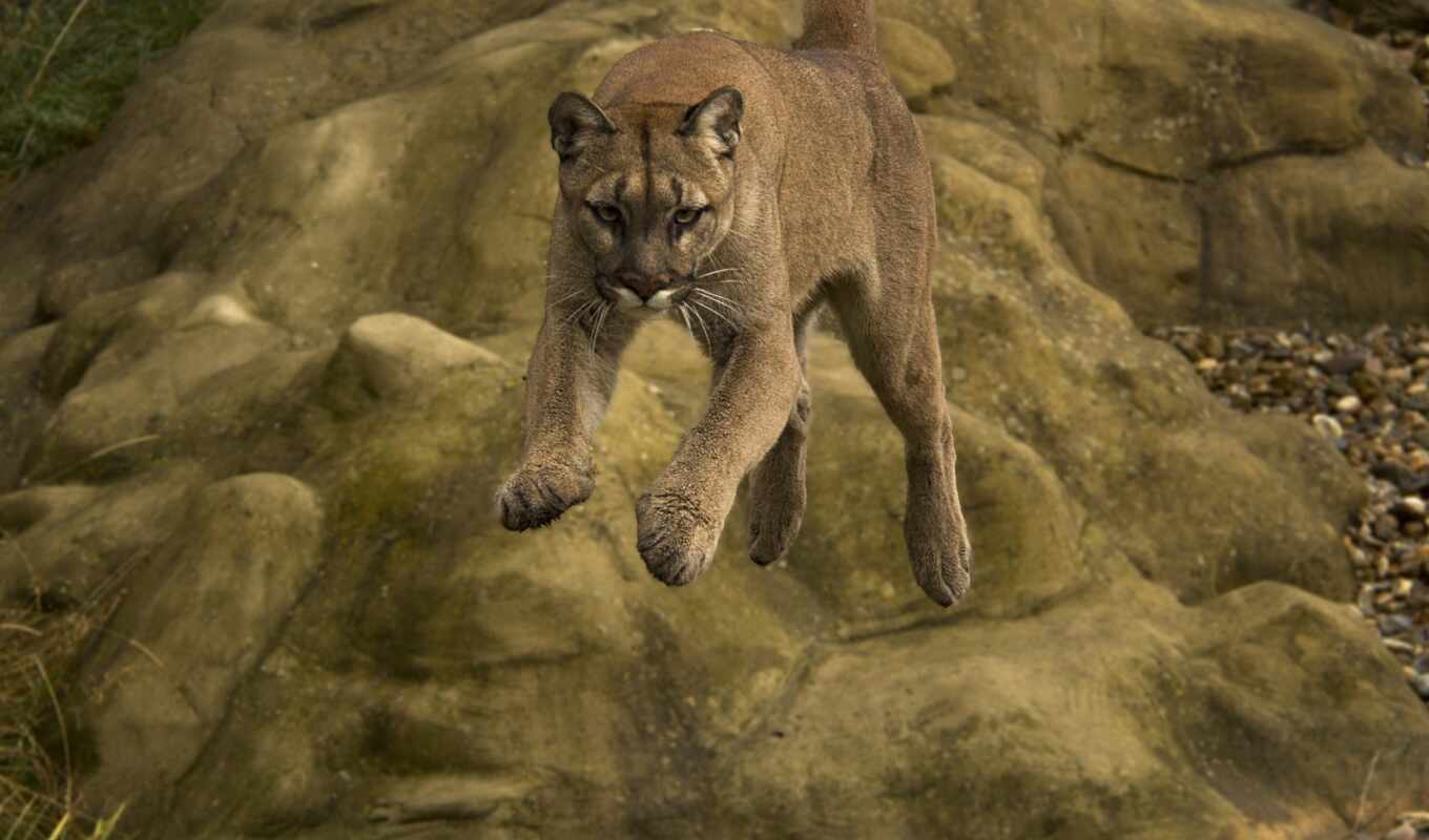 animal, cougar