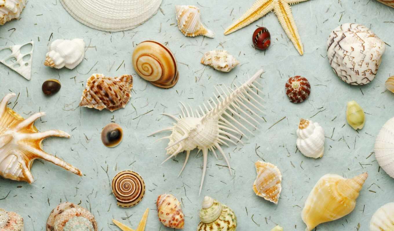 marine, seashell