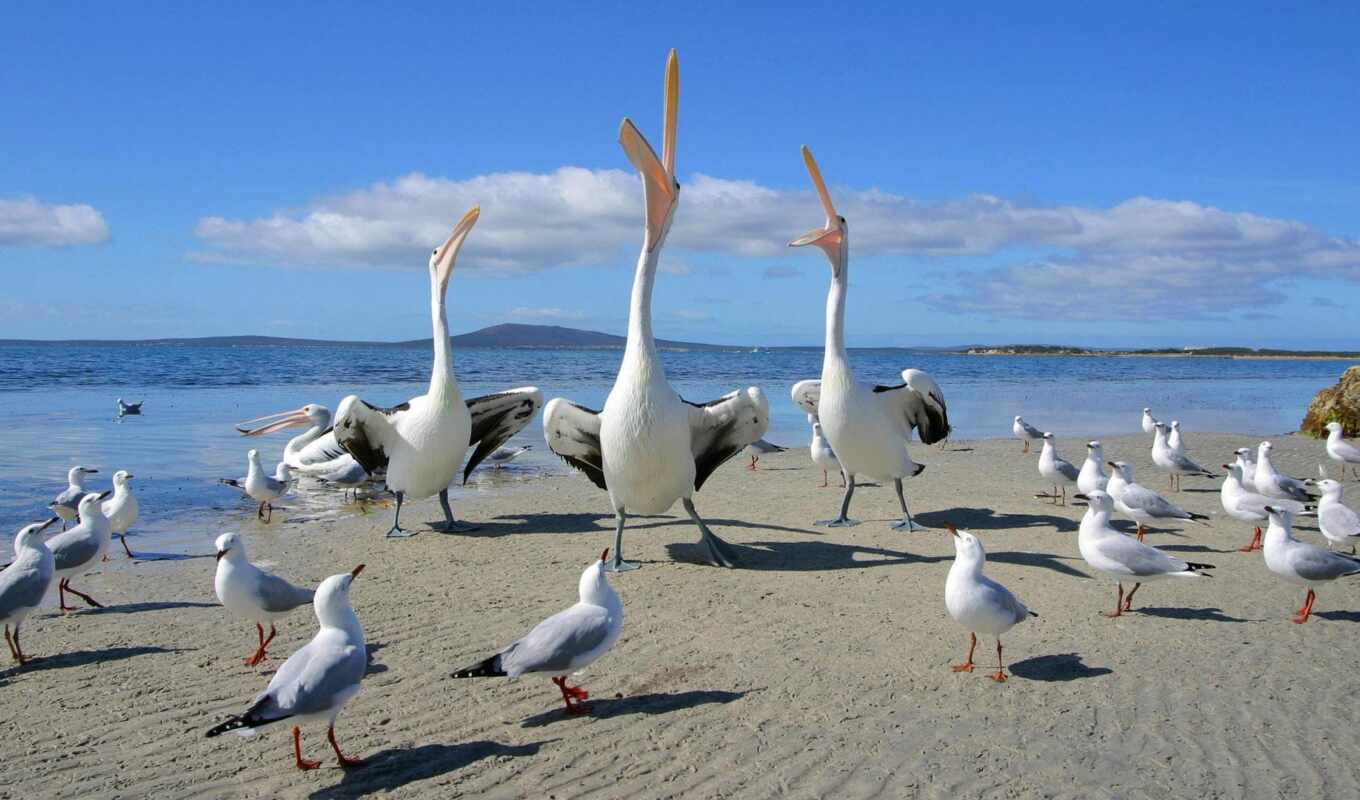 пляж, море, птица, animal, seagull, pelican