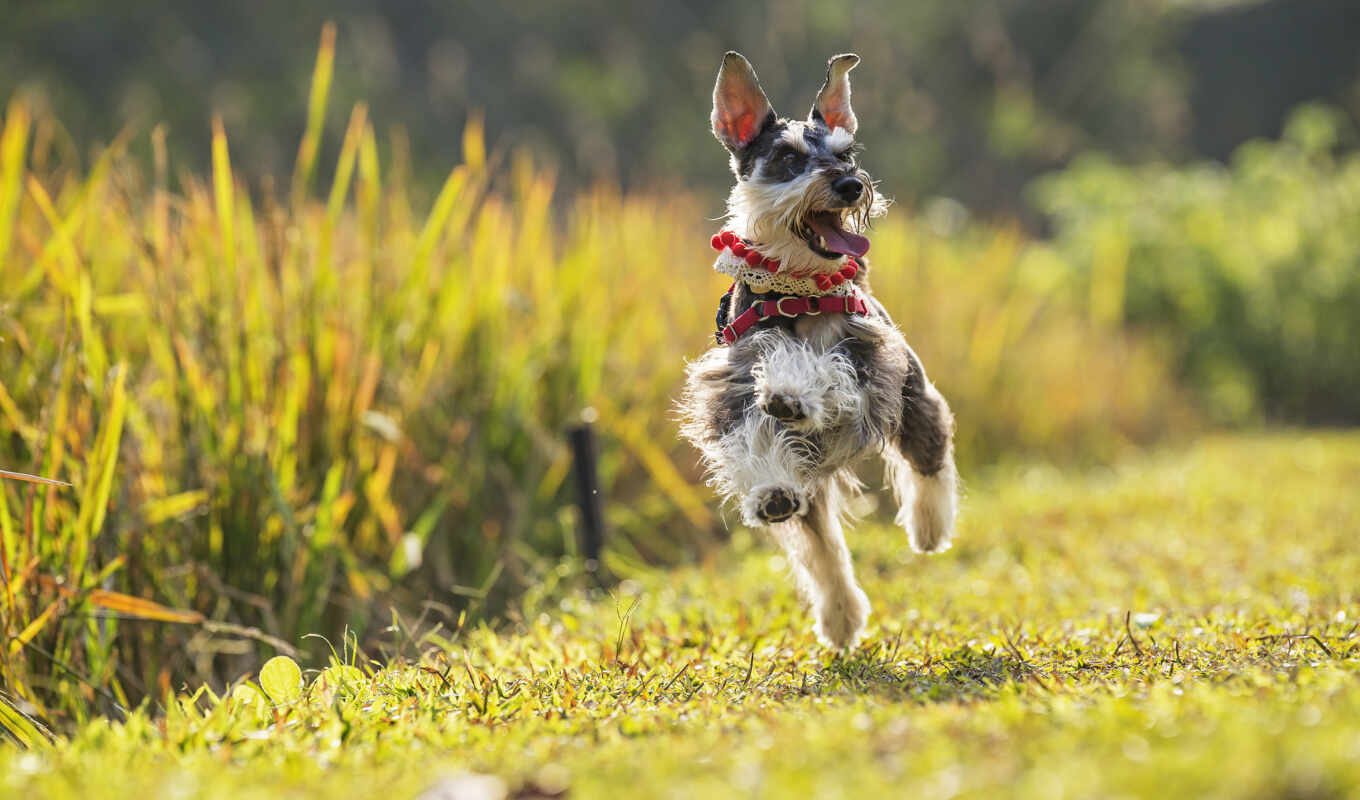 собака, настроение, гном, run, бежит, miniature, ризеншнауцер, цвергшнауцер