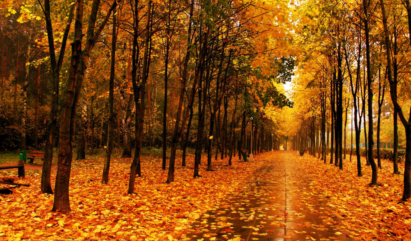 осень, park, trees, трек, аллея, плитка, скамейки, листопад
