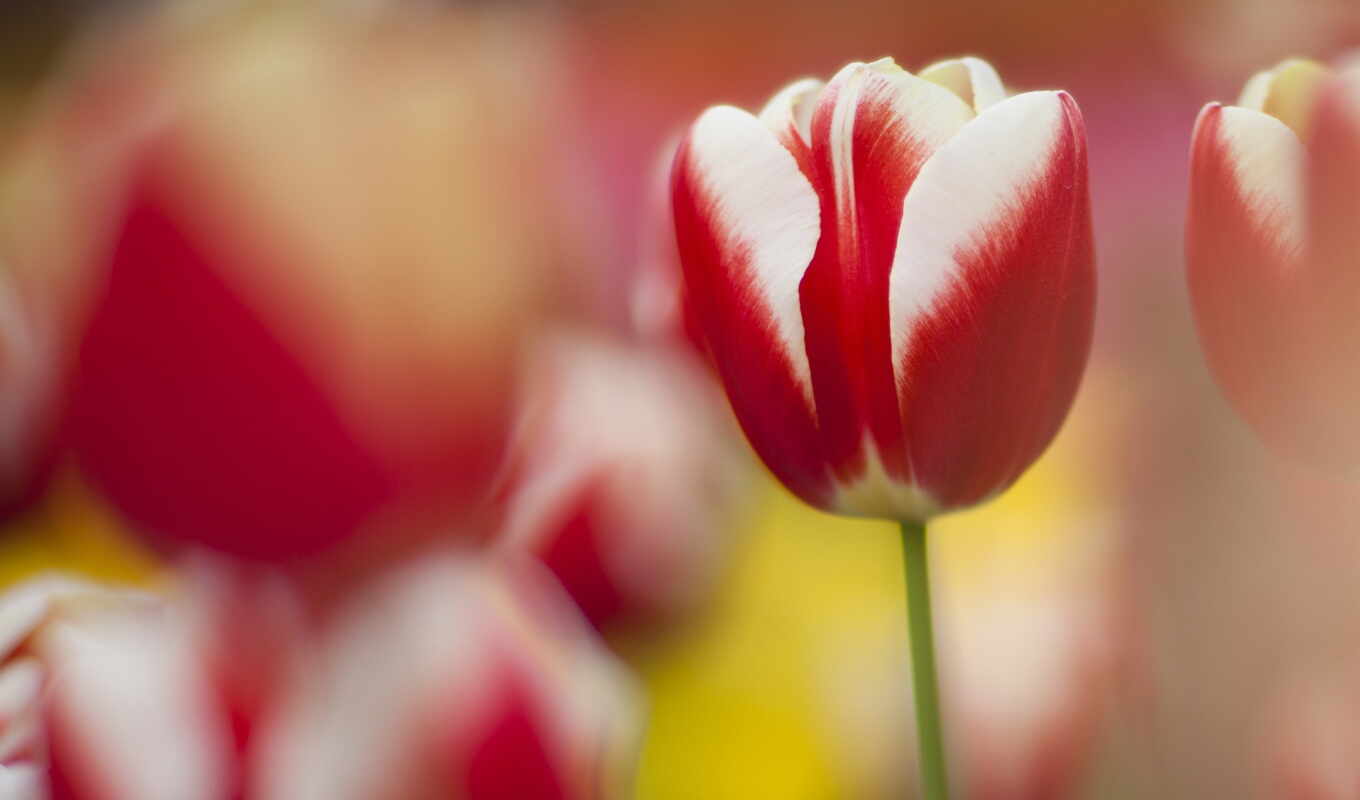 desktop, flowers, free, picture, macro, flowers, tulips, tulip
