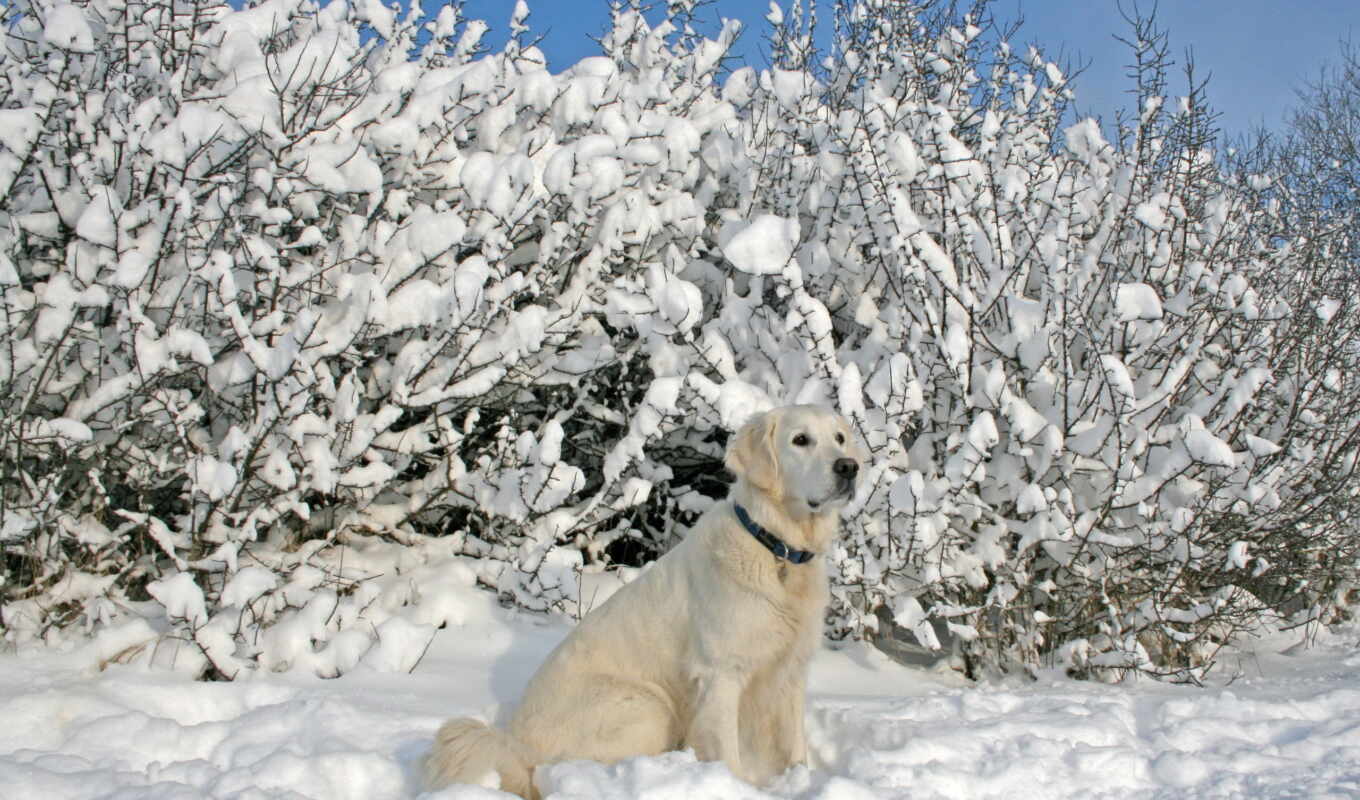 природа, снег, красивые, winter, собака, завораживающие, рисунки, зимы