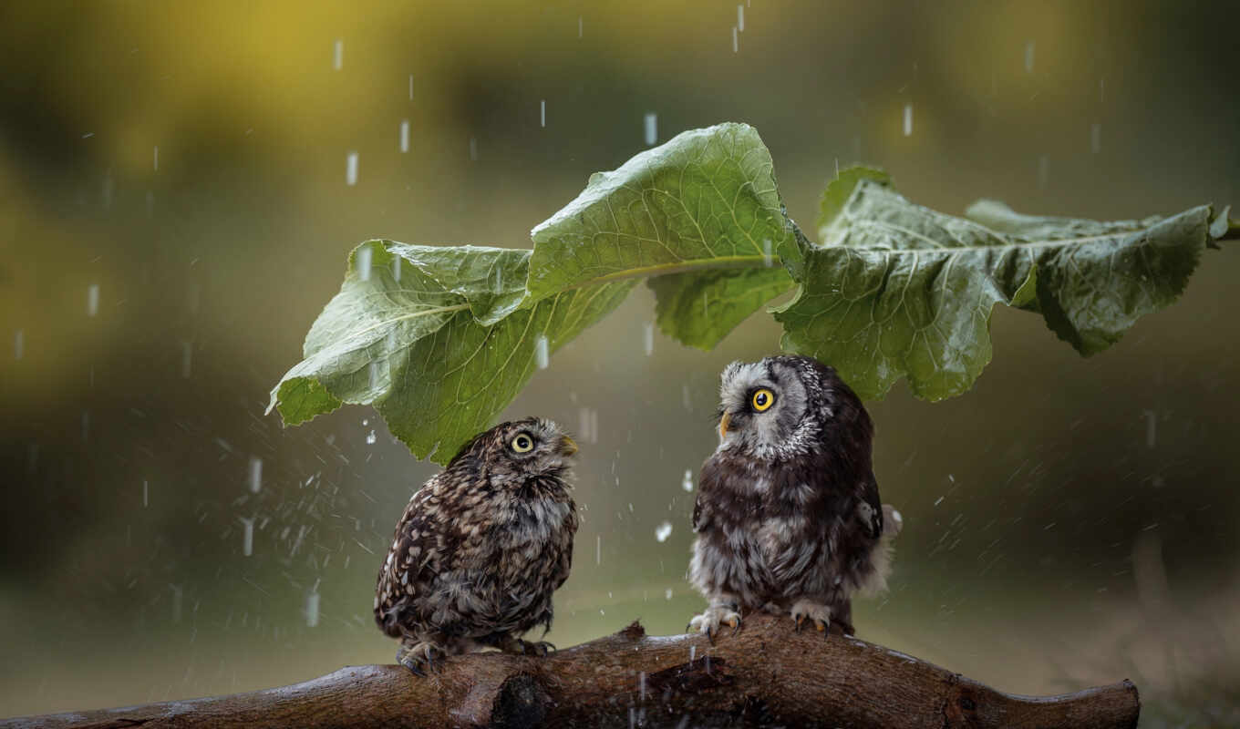 дождь, дерево, сова, птица, funny, эти, week, нить, ботинок