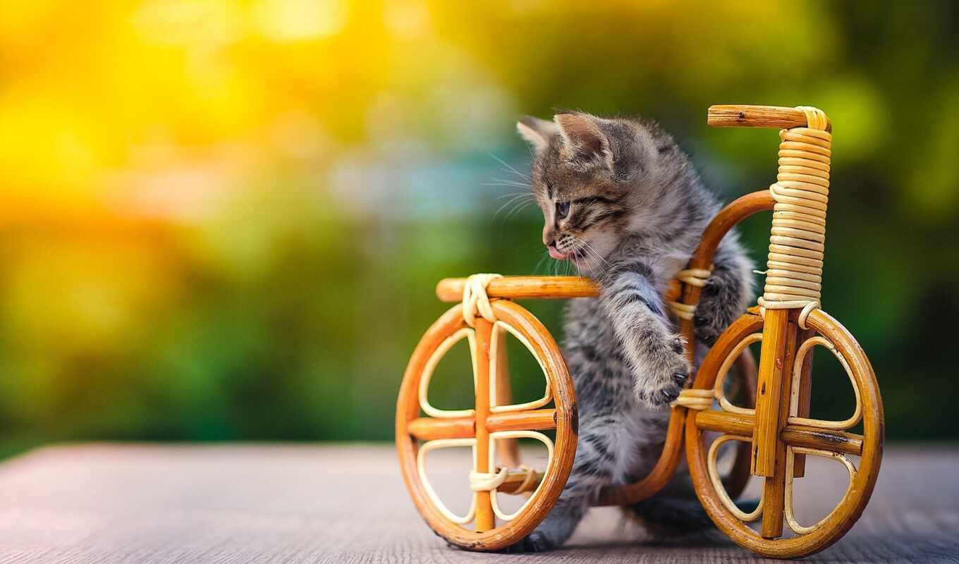 кот, три, котенок, велосипед, toy, bell, kenon