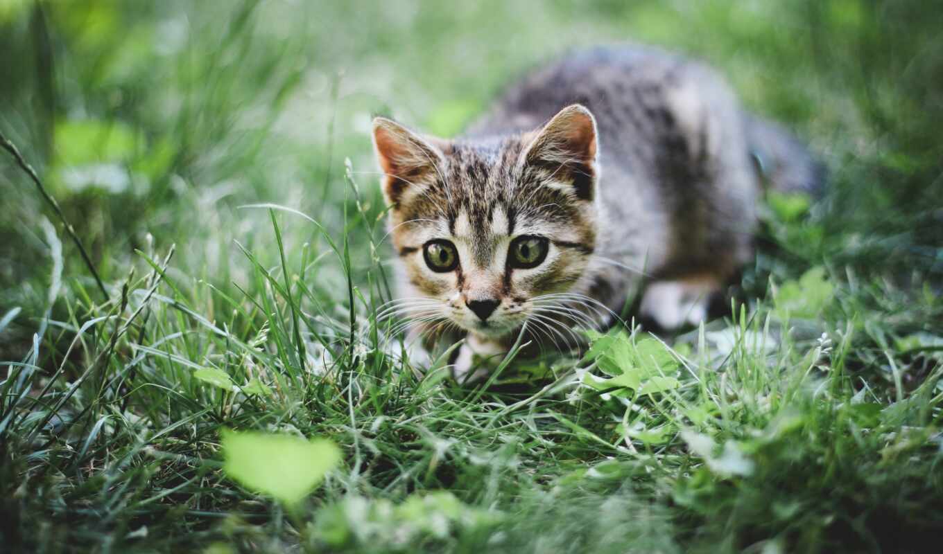 summer, cat, animal