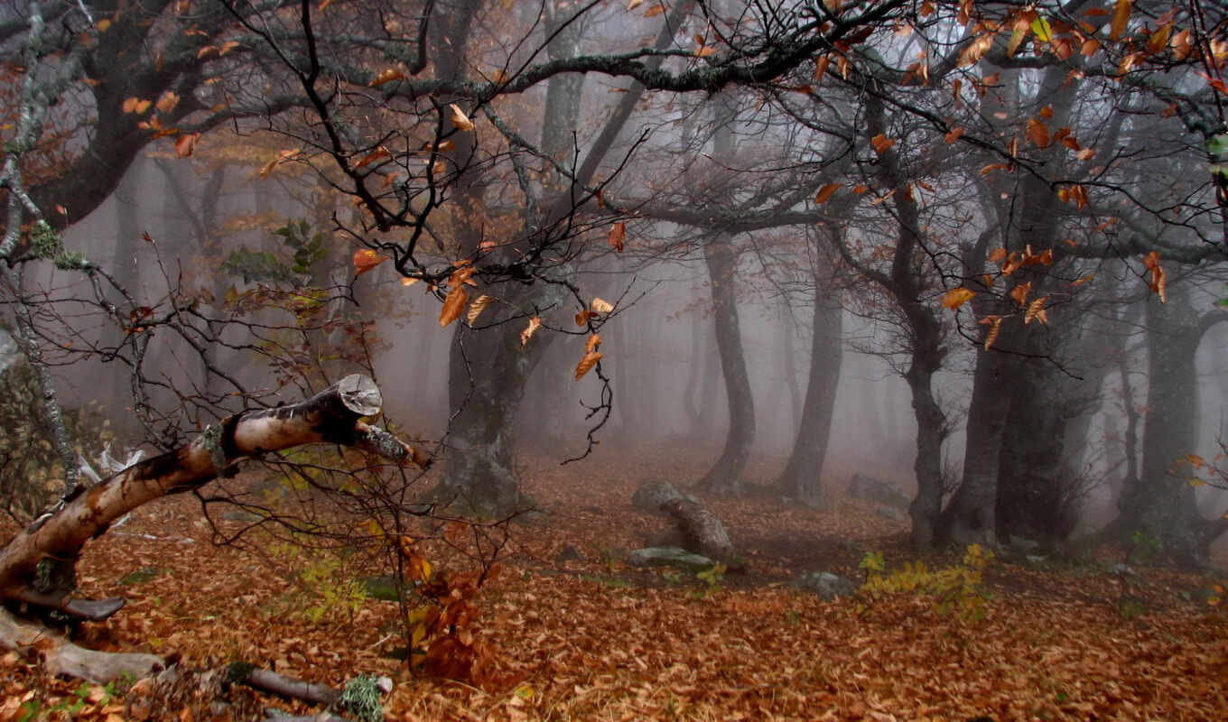 природа, осень, trees