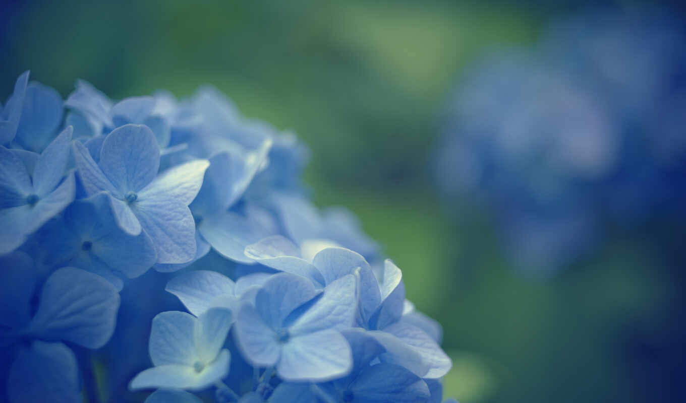 blue, макро, красивые, голубые, синие, cvety, цветочки