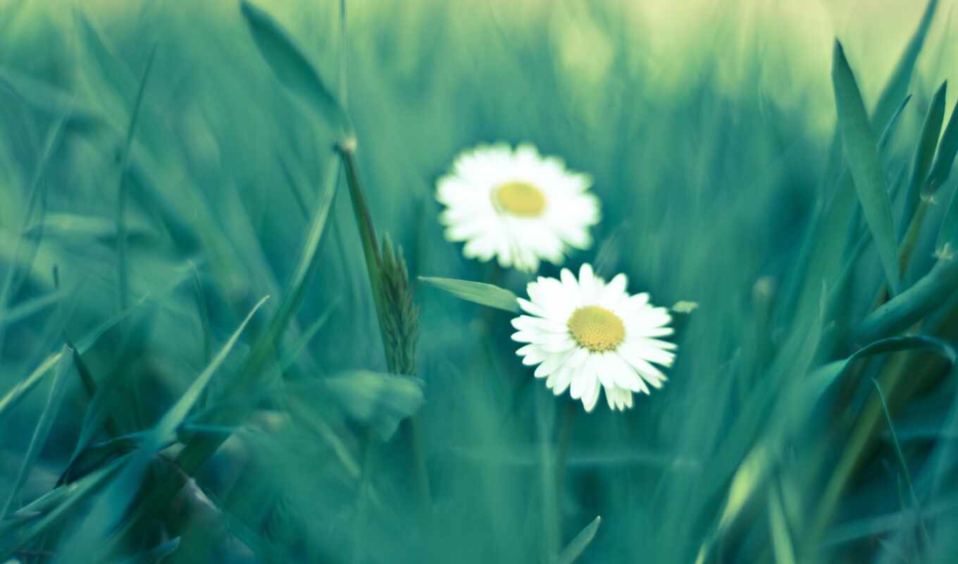 good, white, picture, green, images, flowers, morning, daisies, cvety, petals, margin