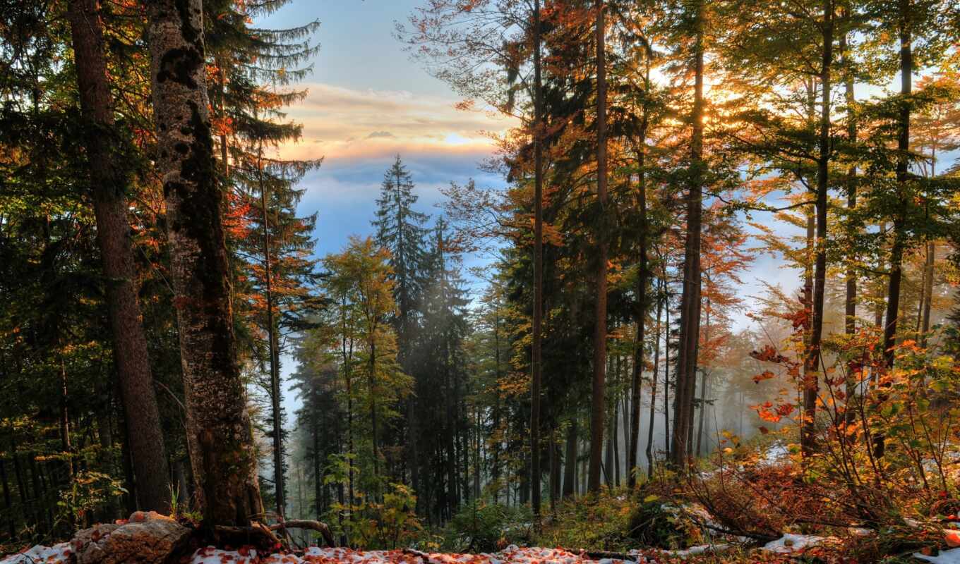 природа, лес, года, фотографий, осень, яndex, россии, trees, леса