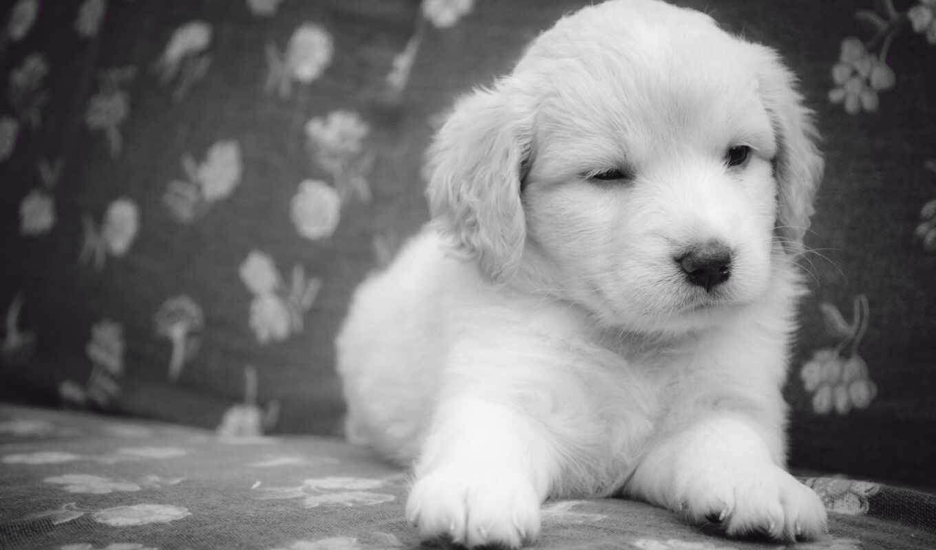 desktop, collection, black, white, already, nice, the best, puppy, uploaded