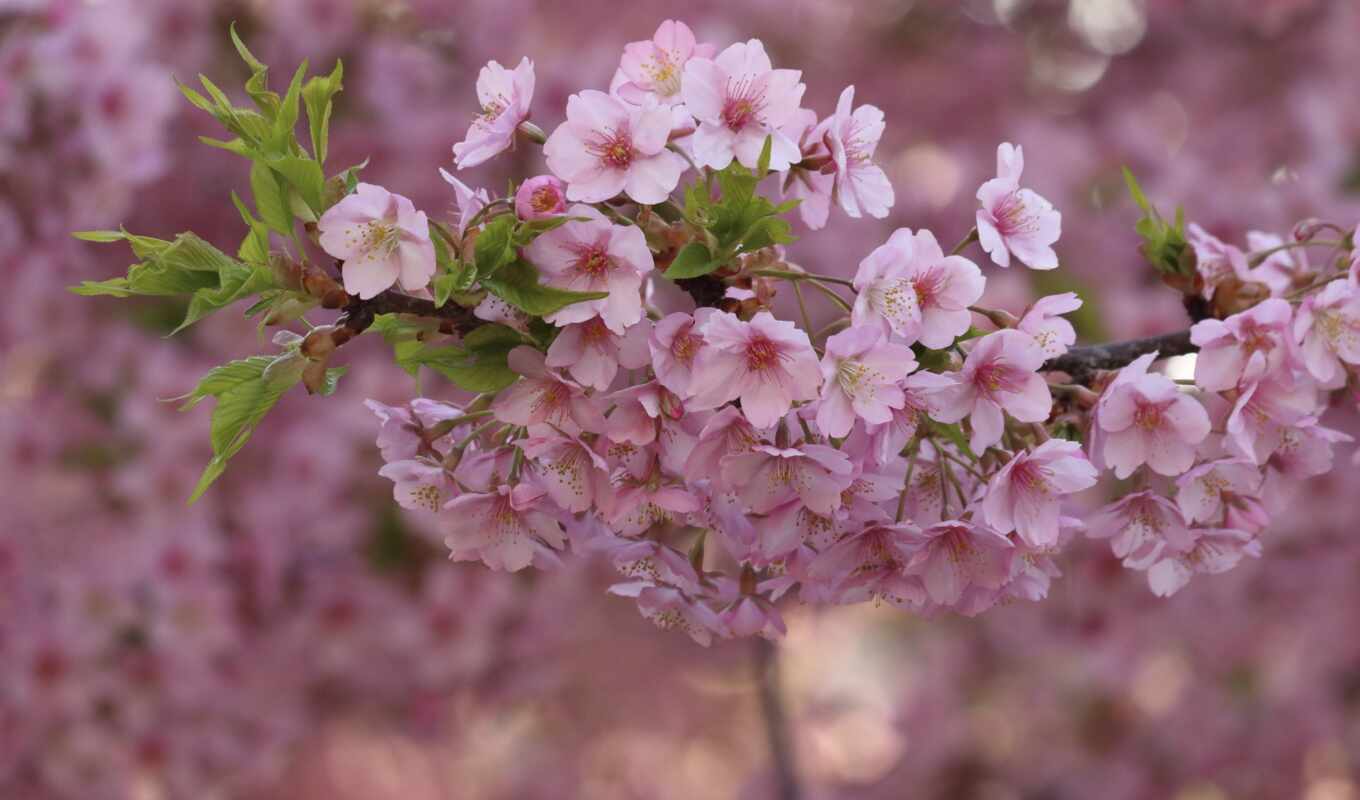 flowers, petals, cherry, flowers, pink, spring, branches, pink