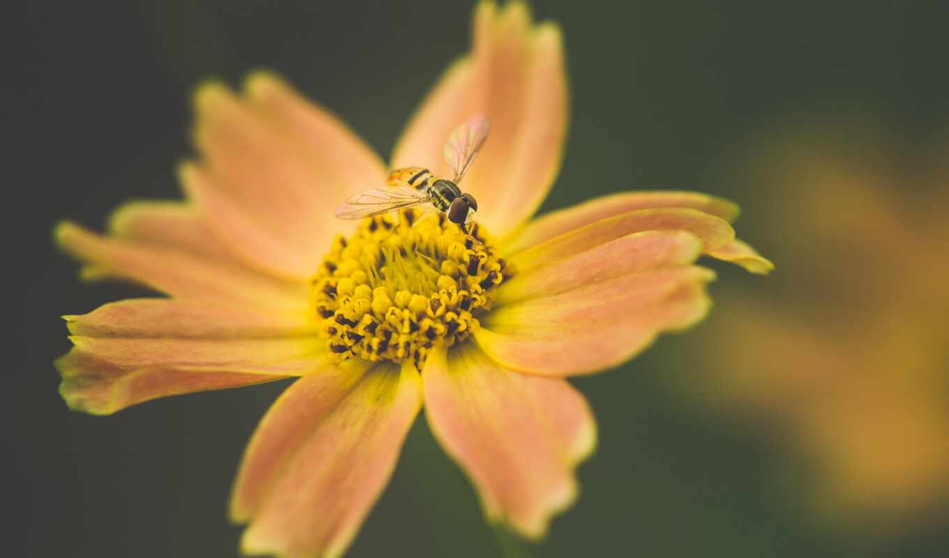 photo, flowers, bee, great, one, honey, focus, many, selective, pexel