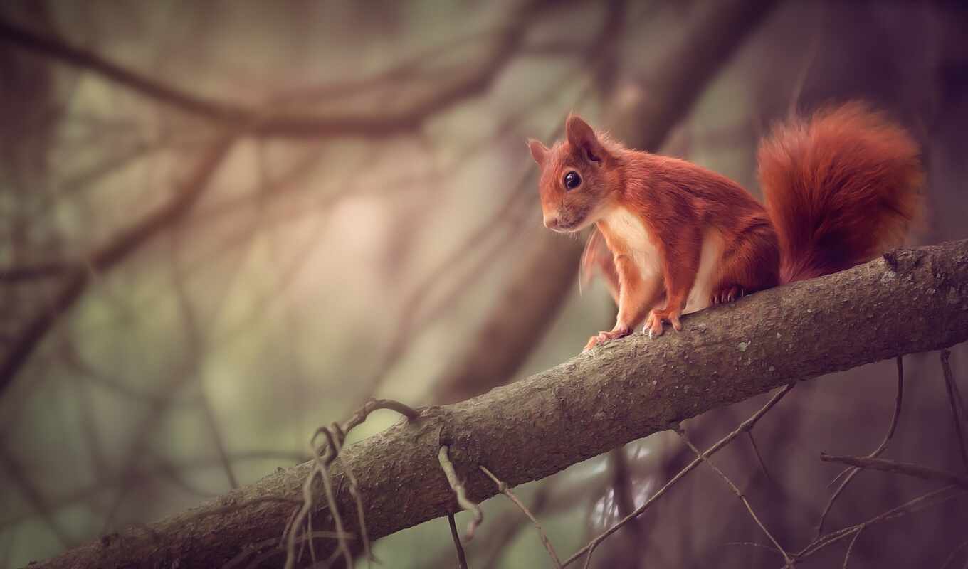 photo, background, topic, squirrels, branch, animal, fence, a mammal