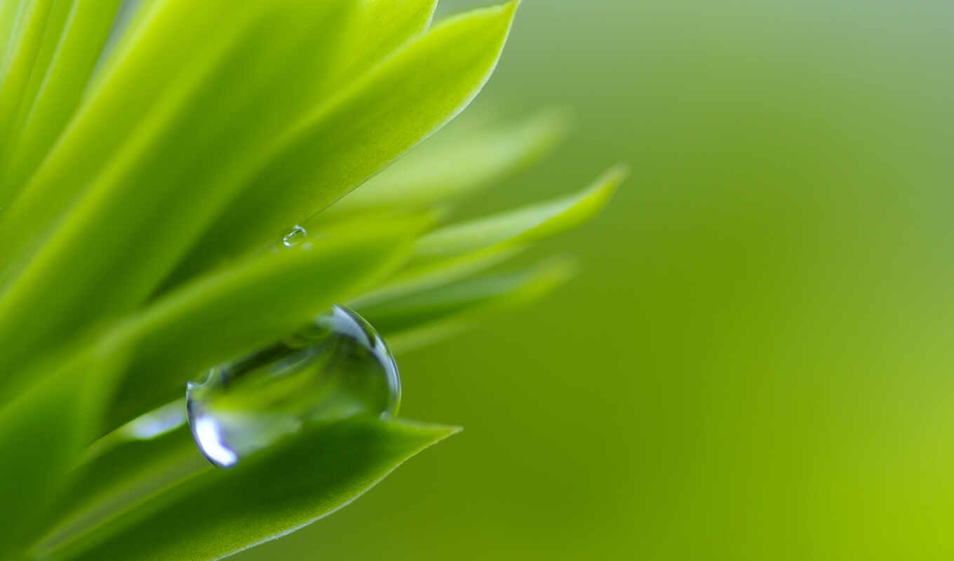 drop, зелёный, water, leaf, makryi
