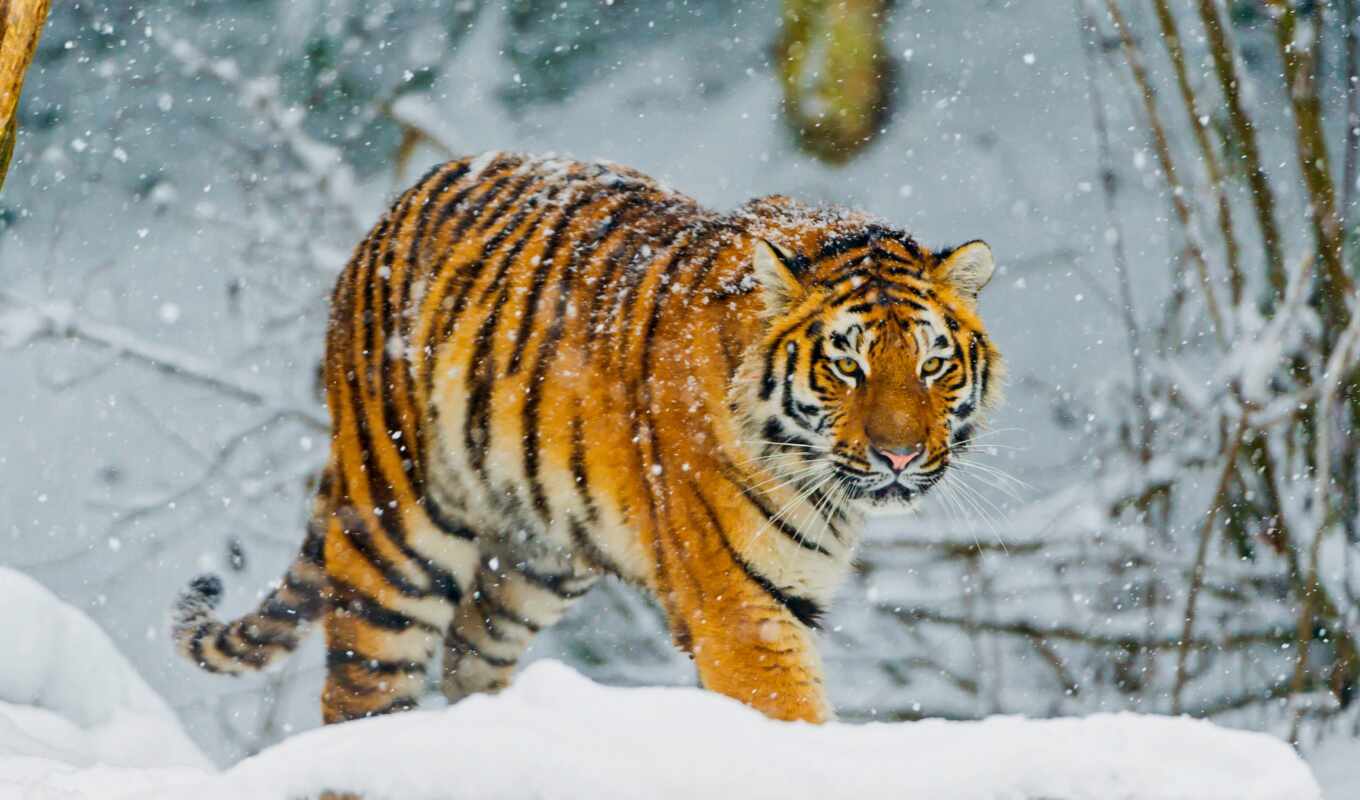 snow, winter, tiger