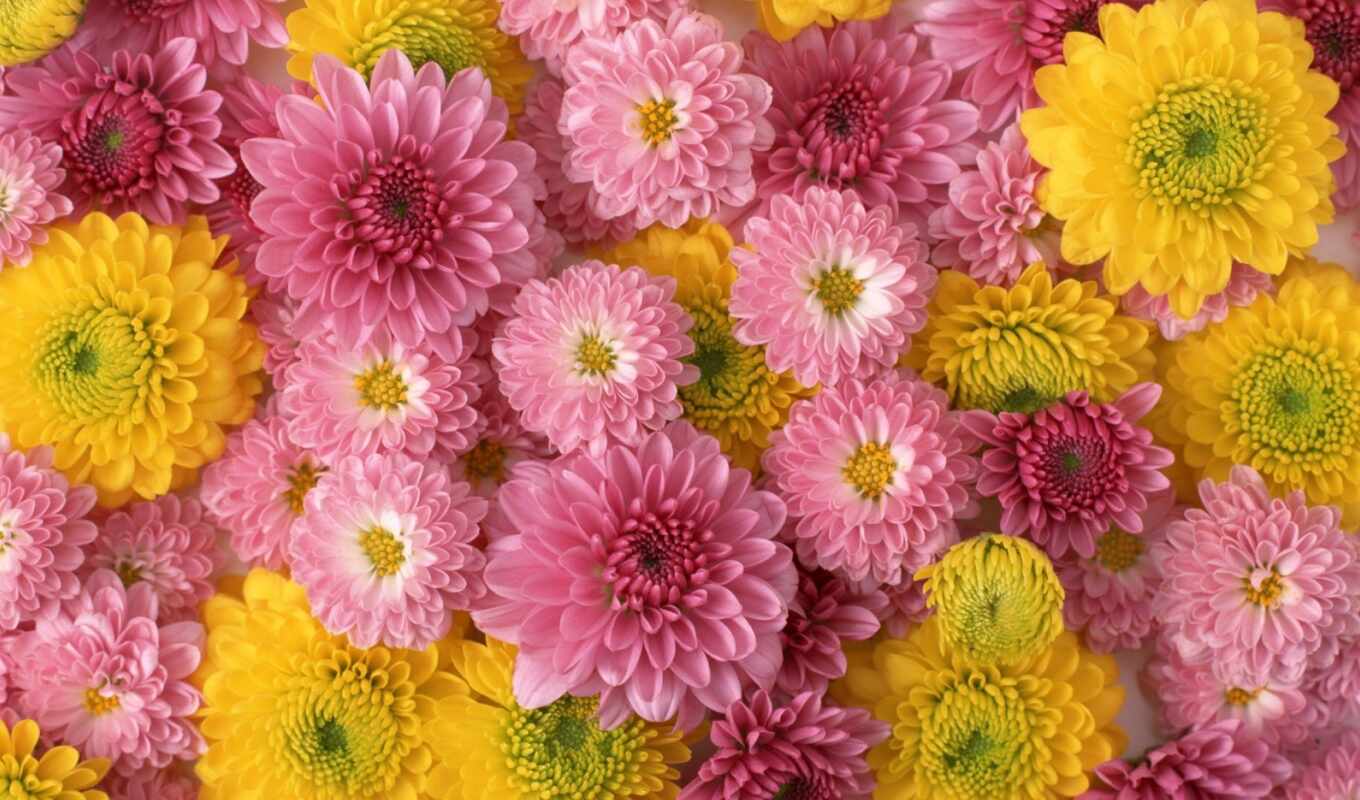 flowers, mobile, tablet, pink, yellow, chrysanthemum