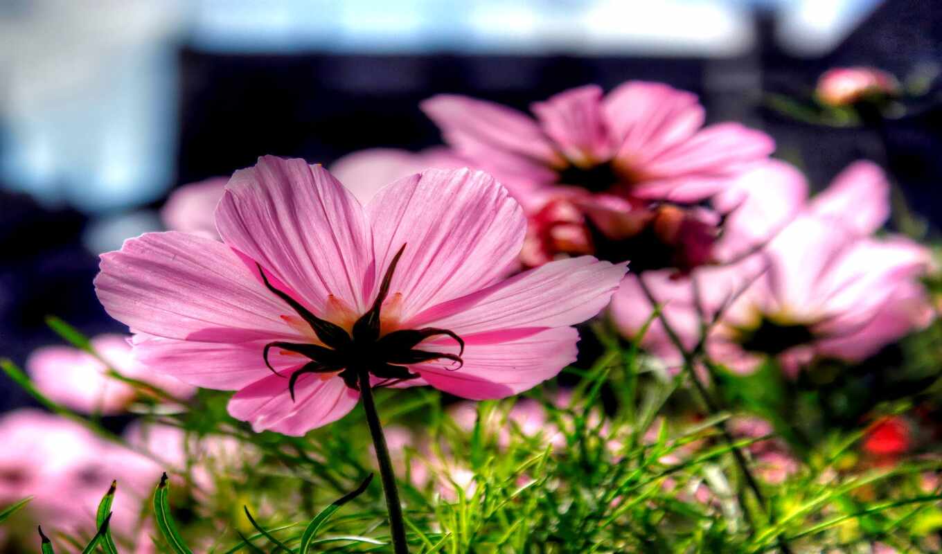 flowers, ireland, commons, wikimedium