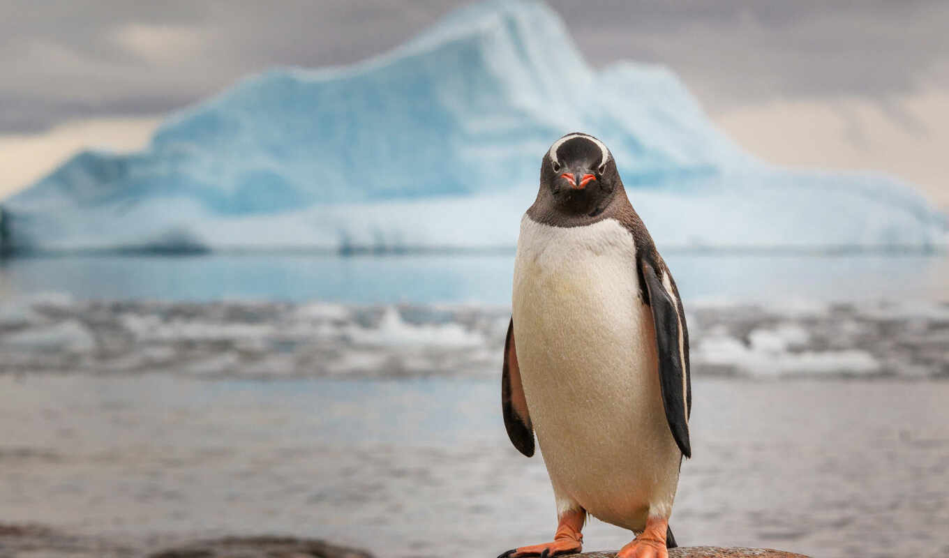 минимализм, пингвин, льдина
