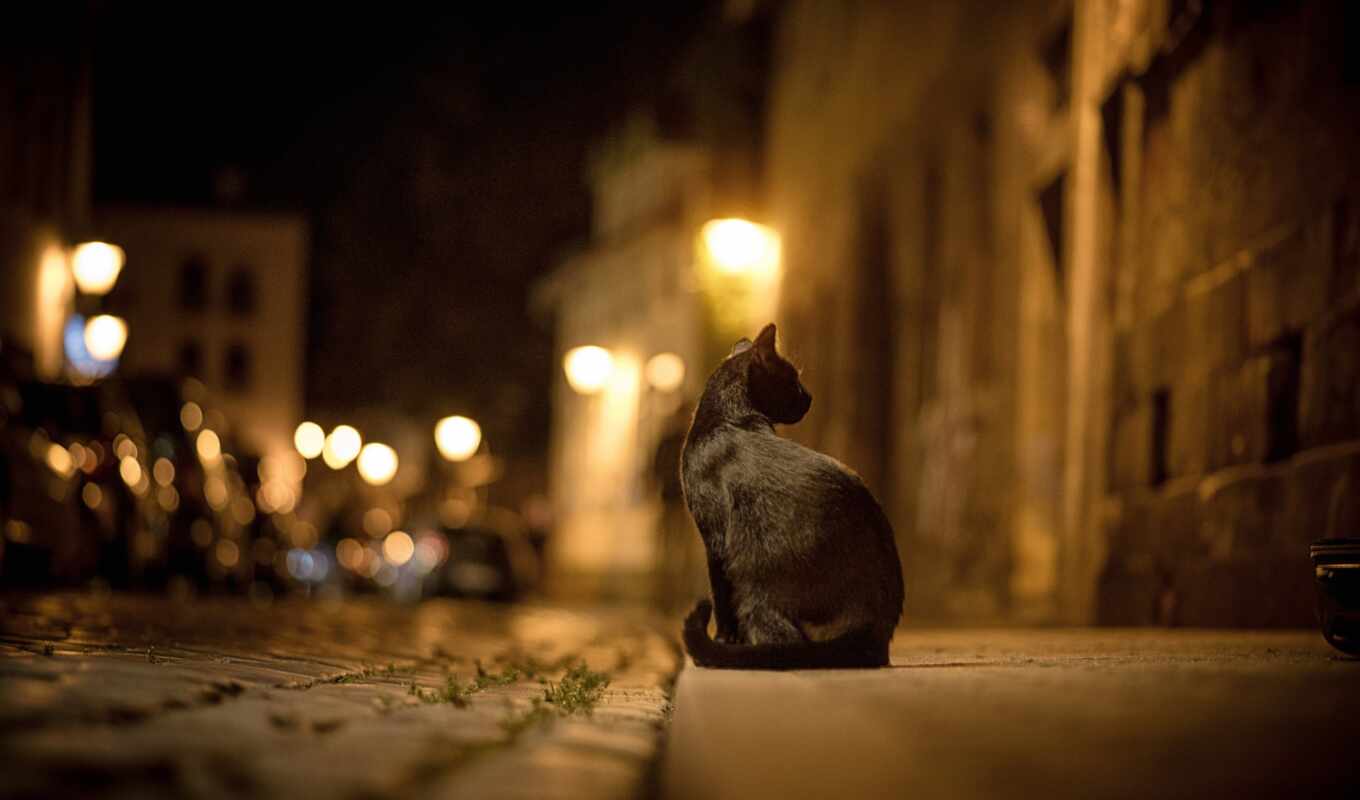 black, city, night, street, road, cat, lights, bokeh, bokeh, paving stones