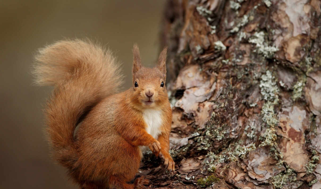 nature, picture, beautiful, sits, brown, squirrels, animals, color, wool