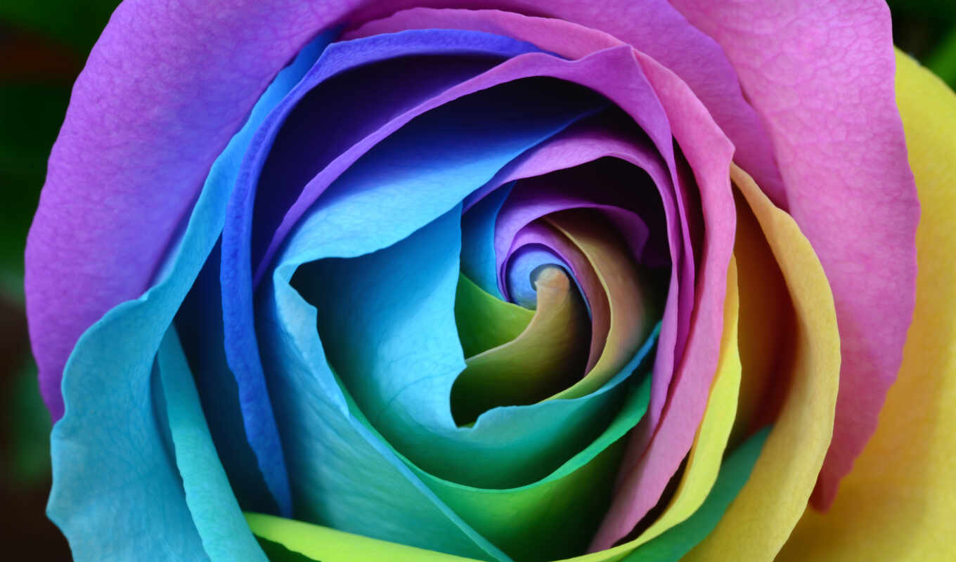 desktop, роза, красочные, радуга, flowers, cvety