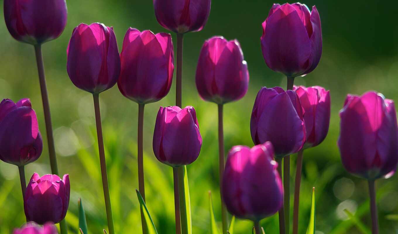 цветы, purple, трава, весна, красивый, тюльпан, drawing, фотообои, клумба, shirokoformatnyi