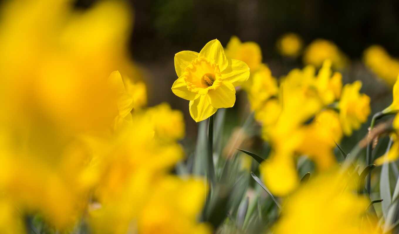 flowers, hotel, spring, restaurant, daffodil, hartford