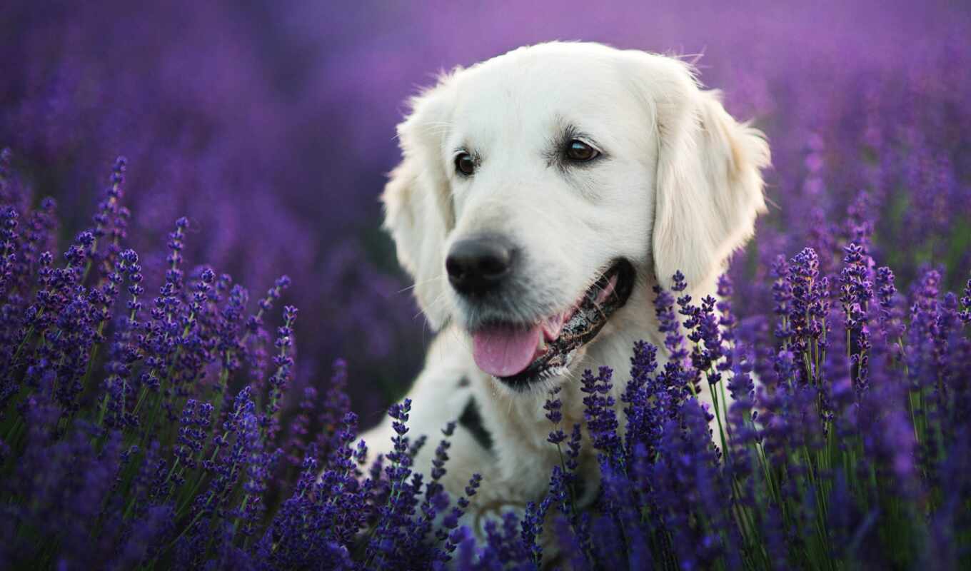 view, free, dog, portrait, muzzle, Labrador, lavender, retriever