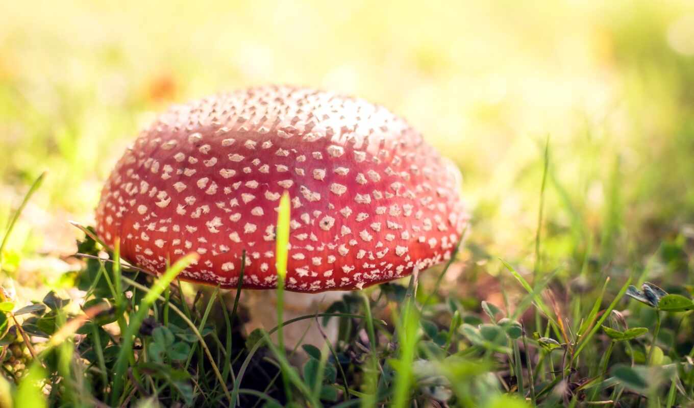 природа, mushroom, amanita