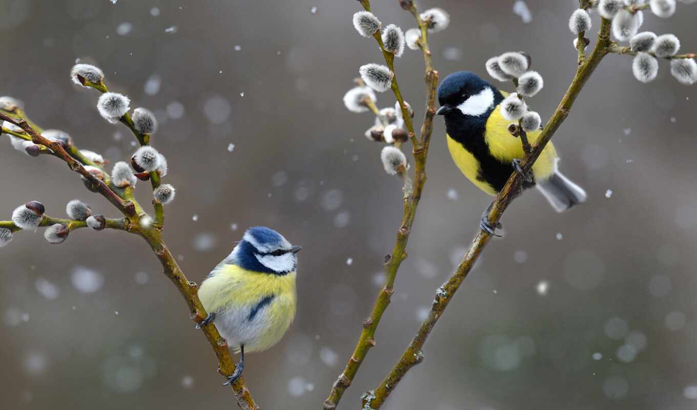 природа, blue, птица, branch, northern, tit, снегопад, областной, vosges