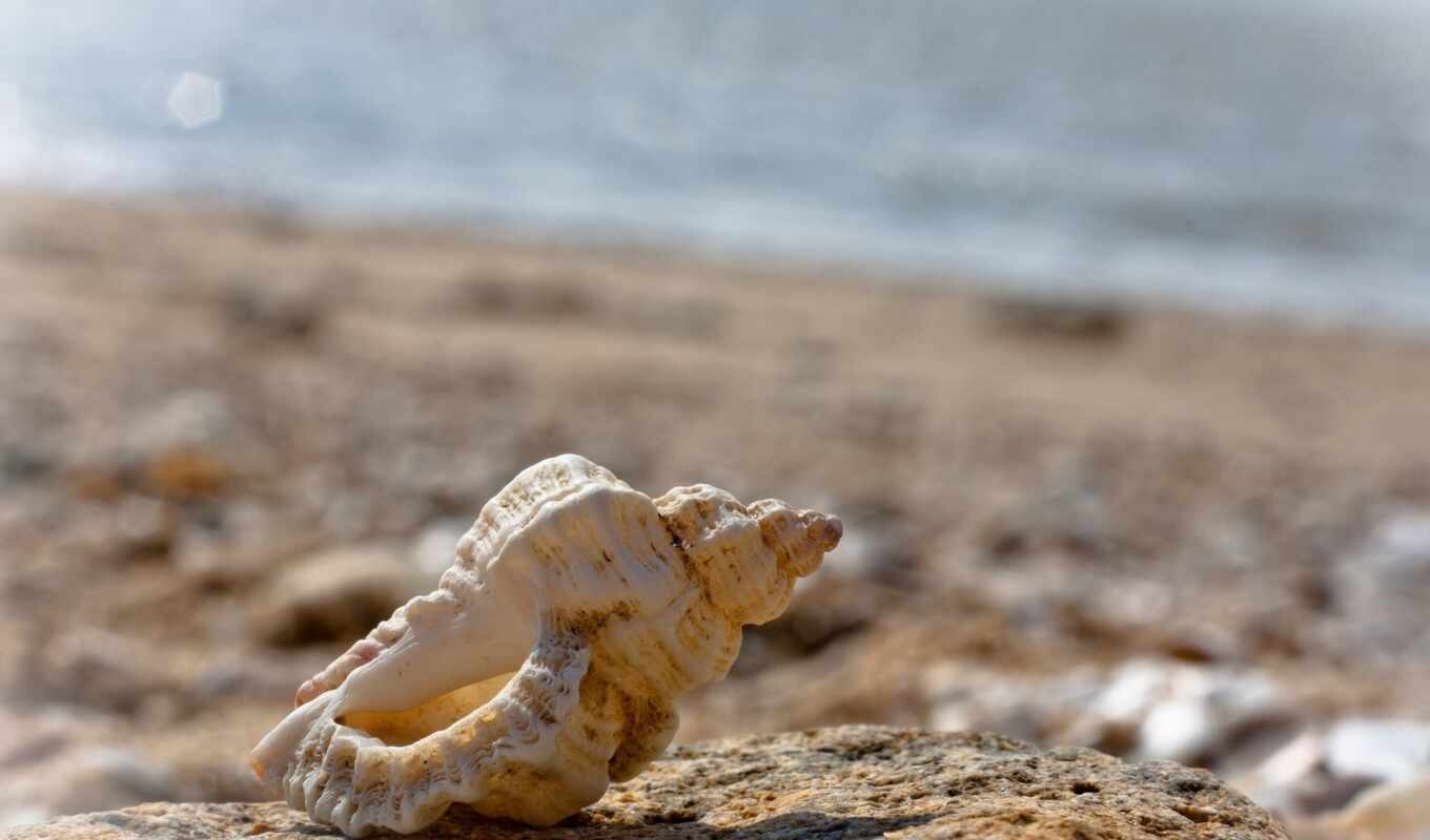 stone, beach, sea, sand, macro photography, seashell, waves