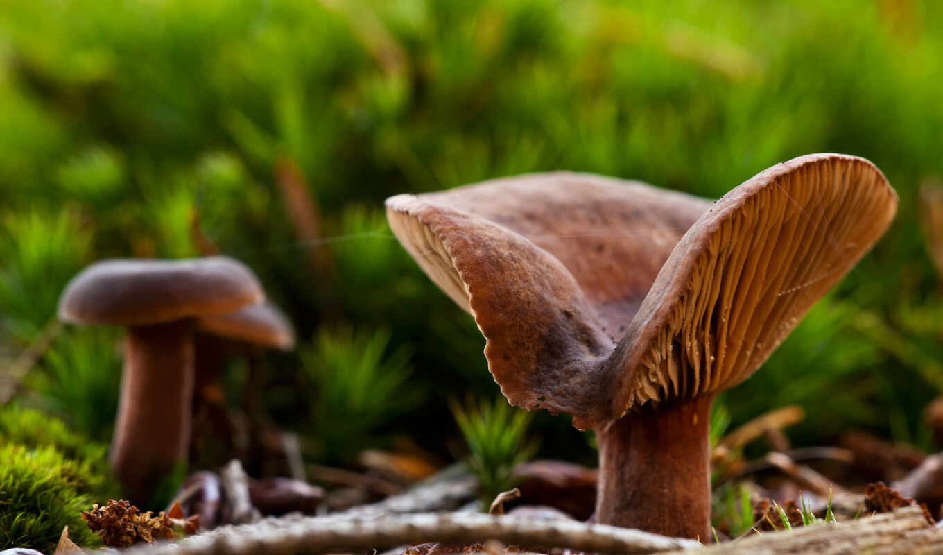 free, image, macro, drawings, name, forest, mushroom, Mushrooms in the forest Desktop HD Wallpaper, mashrooms, fungi