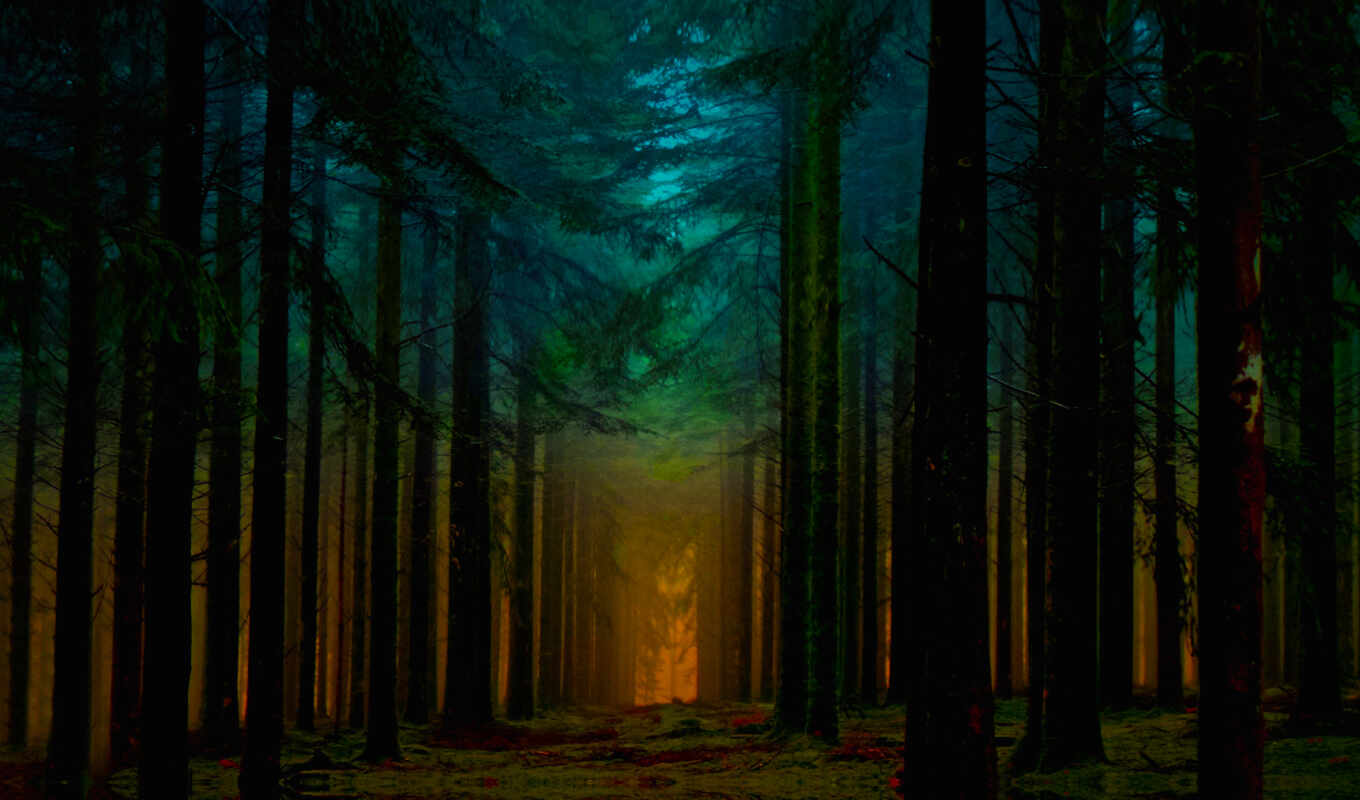 desktop, high, resolution, sunrise, forest, for, youtube