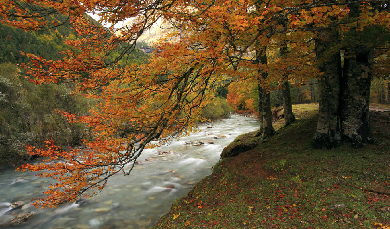 природа, лес, осень, ecran, paysages, montagnes, arbres, automne, дляêt