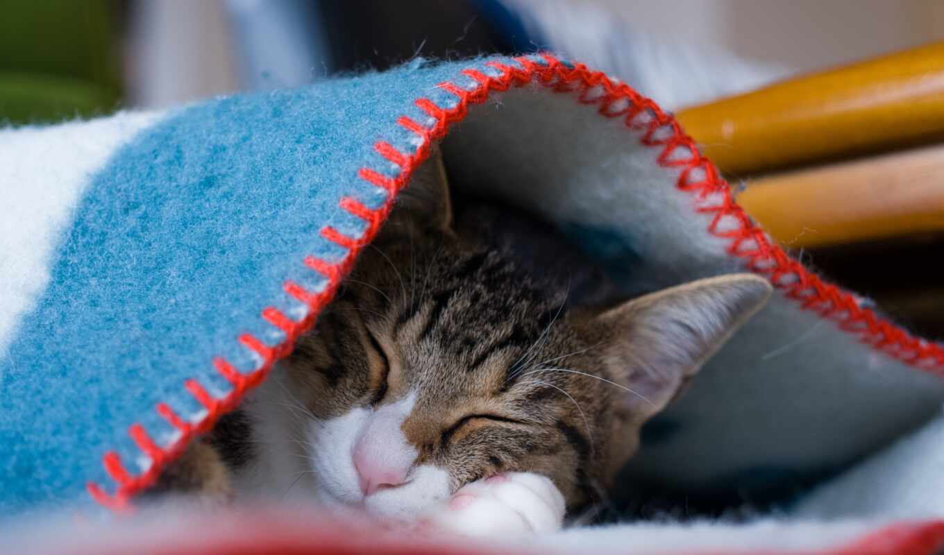 картинка, одеяло, кот, коты, котенок, спать, animal