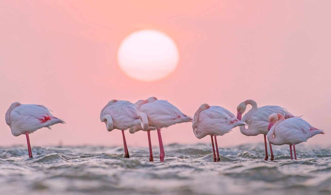 great, flamingo, bay, namibia, walvis