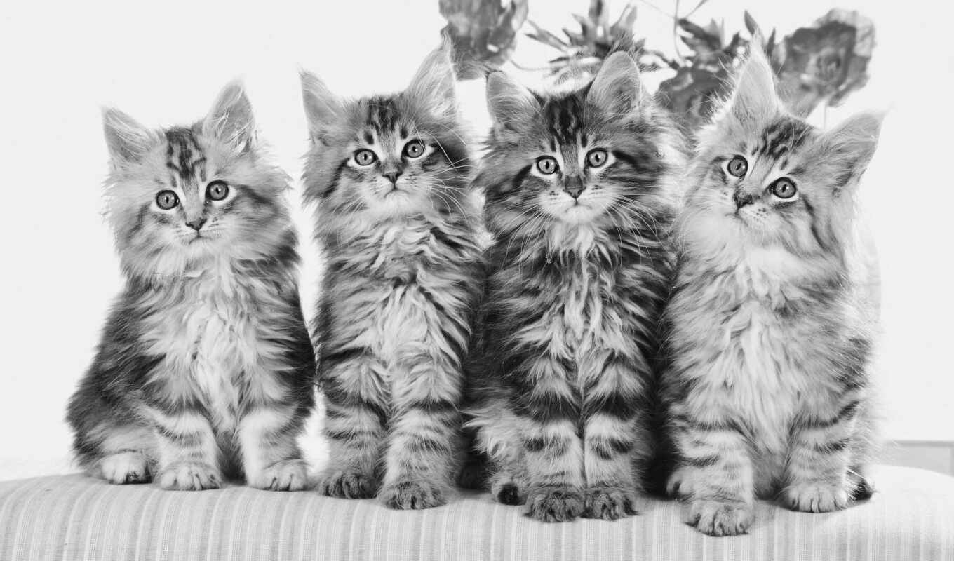 cat, cute, kitty, baby, fool