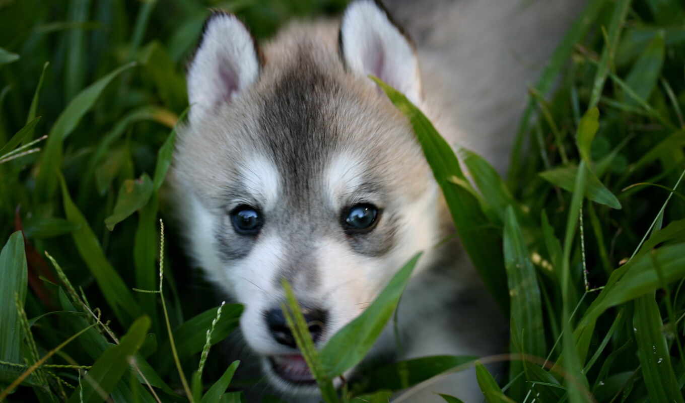 собака, хаски, animal, волк, щенок