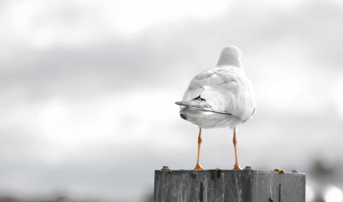white, там, птица, wooden, стоя