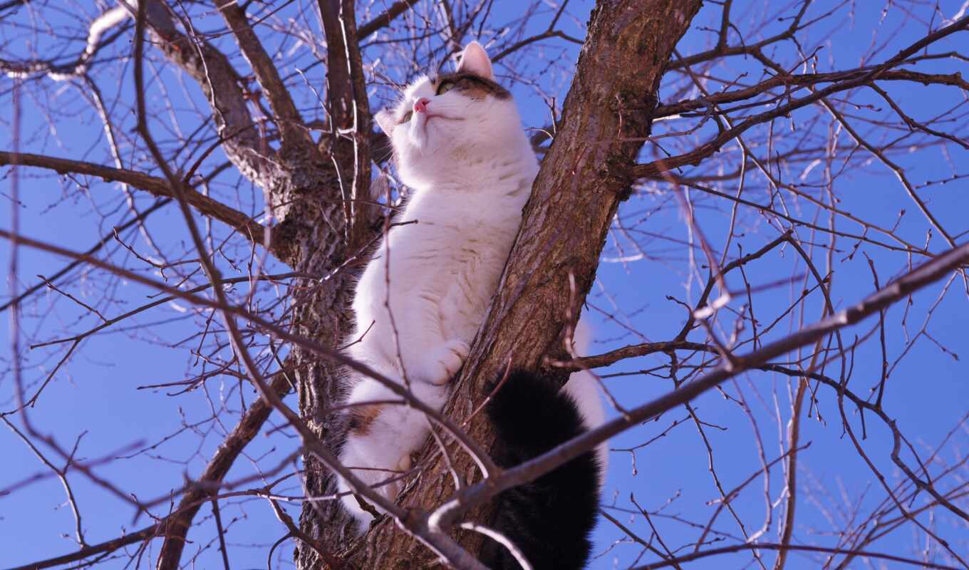 обои, фото, животные, кошки, коты, some, на дереве