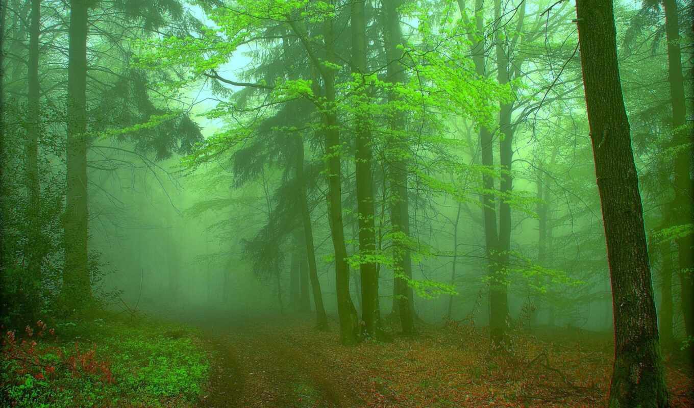 взгляд, зелёный, лес, landscape, туман