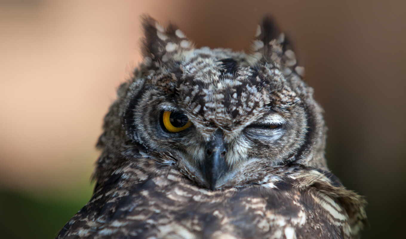 grey, owl, serious, it's a wink