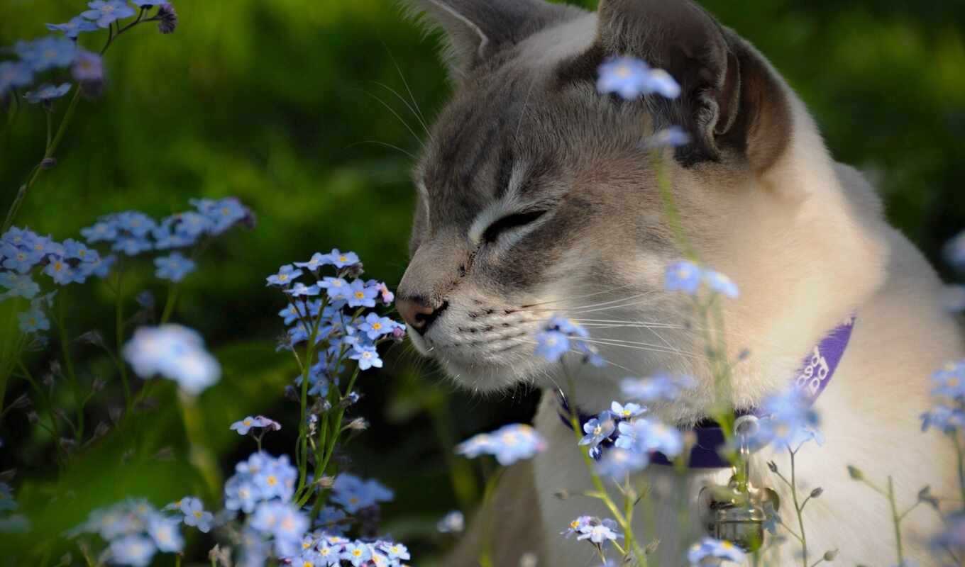cat, lilies of the valley, forget - me - nots, cvety, benin, thinnies