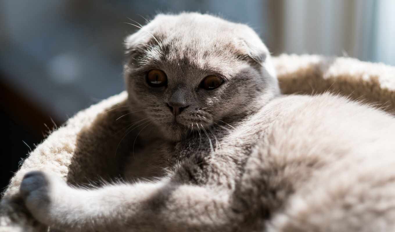 cat, breed, which, scottish, fold, lop - eared